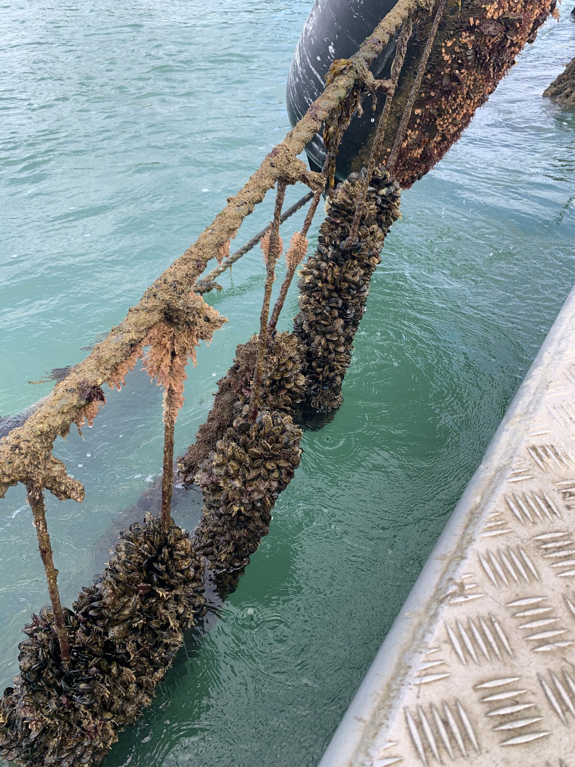Mussel spat farming harvest.