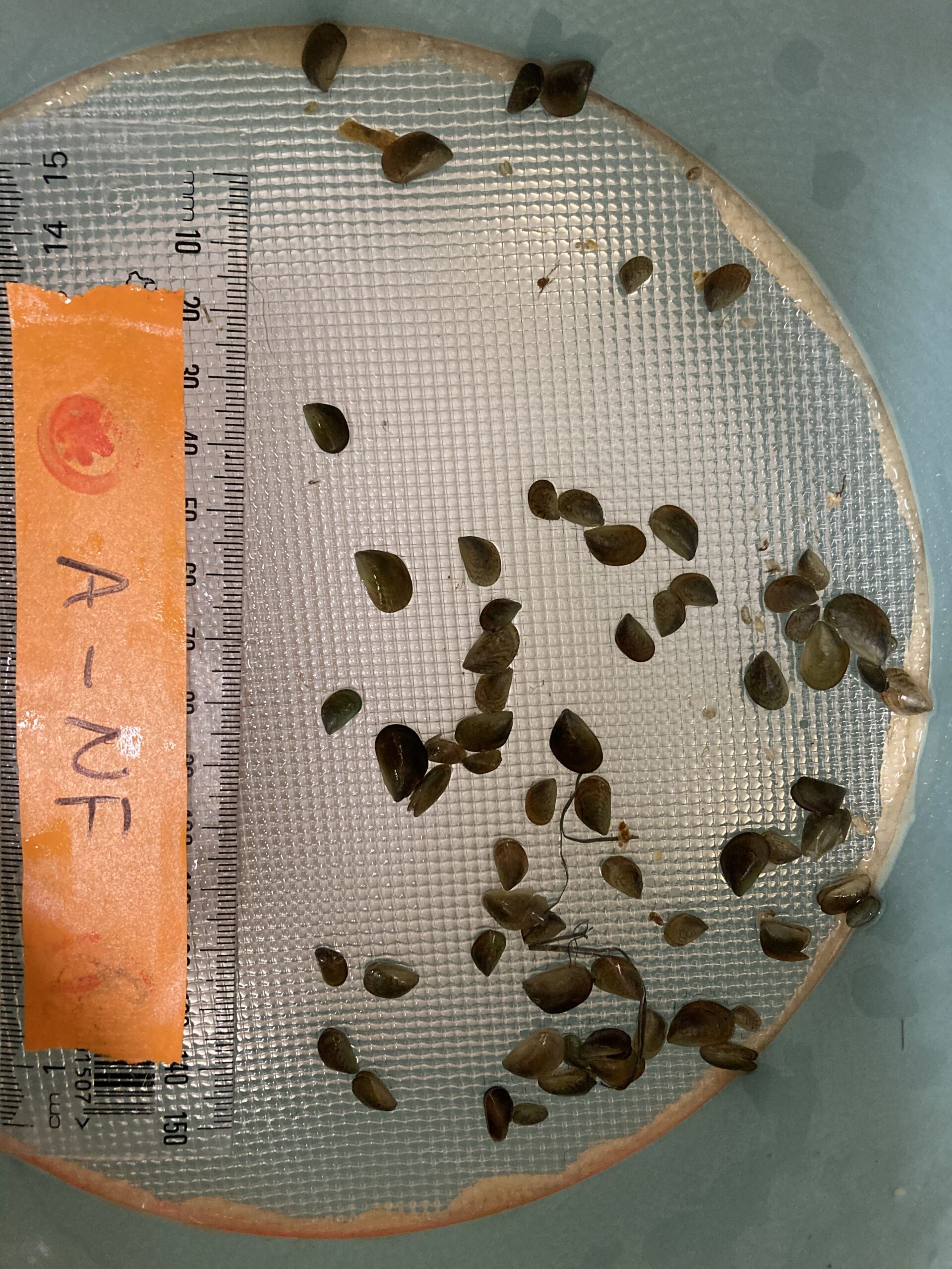 Mussel spat farming in the lab.