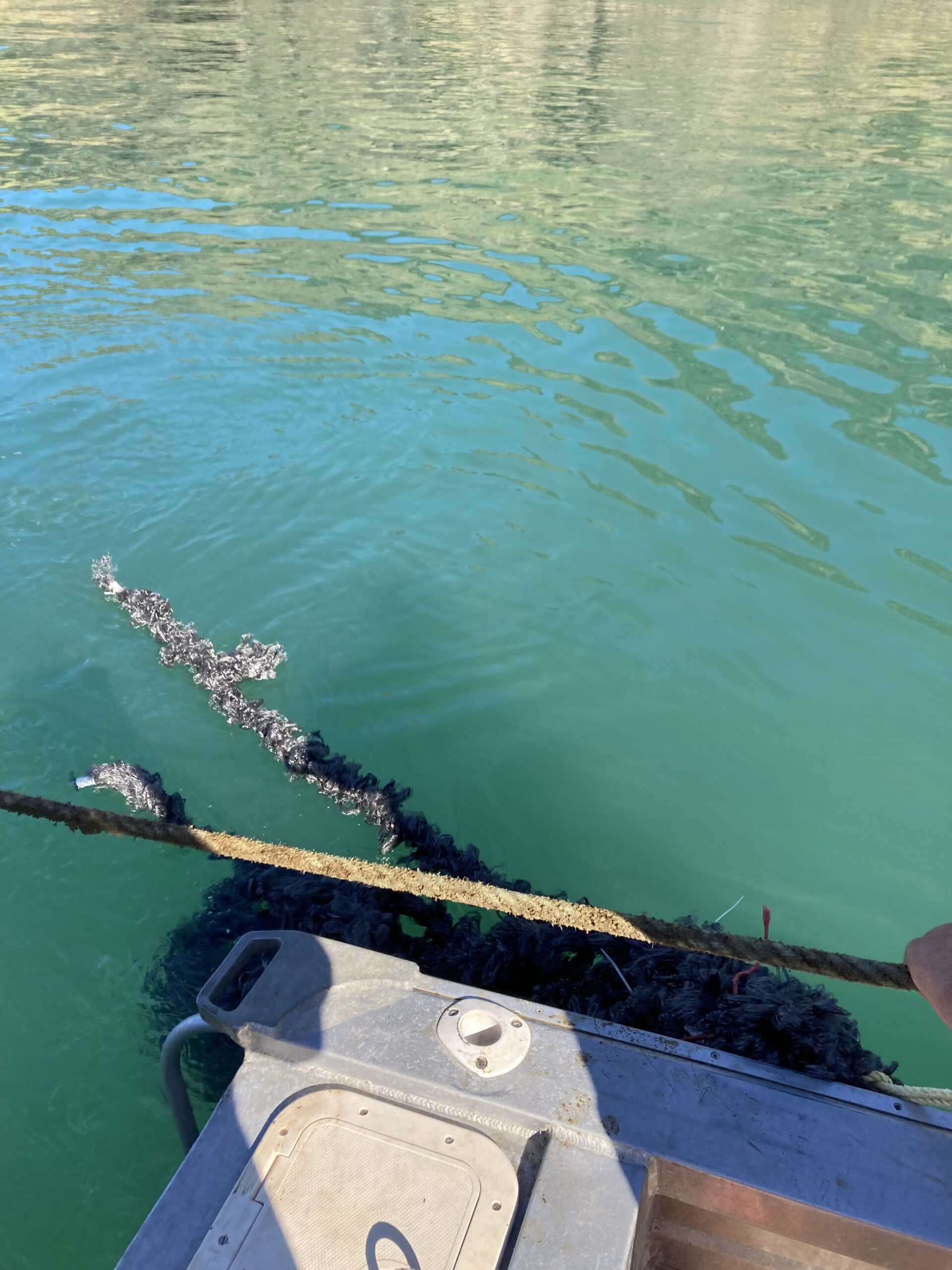 Mussel spat farming on the water.