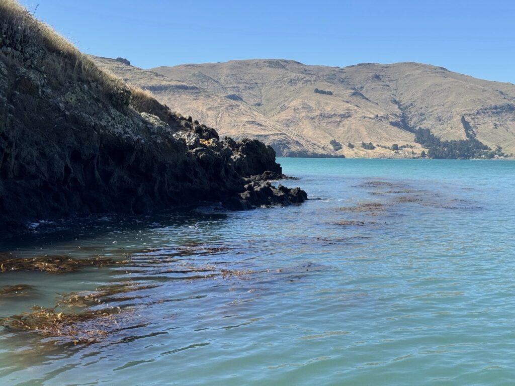 Tukuoha – Tasman Gillies 2